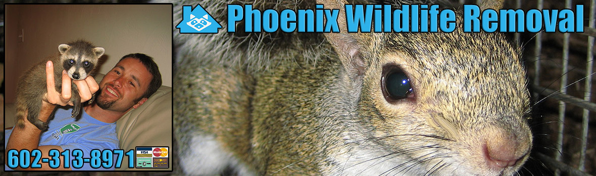 Phoenix Wildlife and Animal Removal